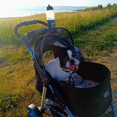 Fransk bulldog Himmelhund Tyson