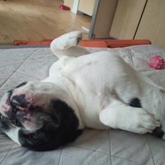 Fransk bulldog Himmelhund Tyson
