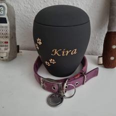 Boxer Kira (Passer) *RIP*