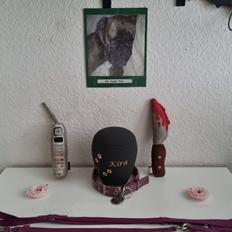 Boxer Kira (Passer) *RIP*