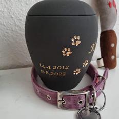 Boxer Kira (Passer) *RIP*