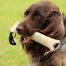Kleiner münsterländer Balder