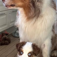 Miniature American Shepherd Saga