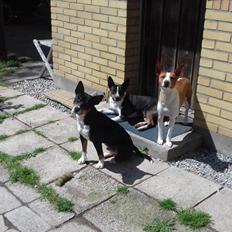 Rat Terrier Solgaards Darwin DØD