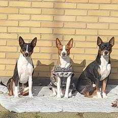 Rat Terrier Solgaards Darwin DØD