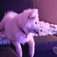 Samojedhund Stella the Tiny dog