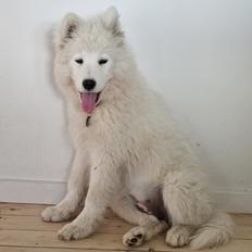 Samojedhund Stella the Tiny dog