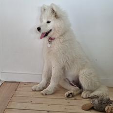 Samojedhund Stella the Tiny dog