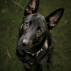 Hollandsk hyrdehund Alphagårdens Fearless Fax