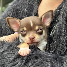 Chihuahua Gizmo