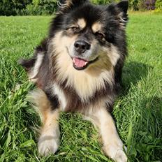 Finsk lapphund Lapinkaunis Groot *Floy*