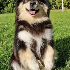 Finsk lapphund Lapinkaunis Groot *Floy*