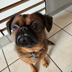 Griffon petit brabancon Dobby