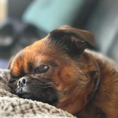 Griffon petit brabancon Dobby
