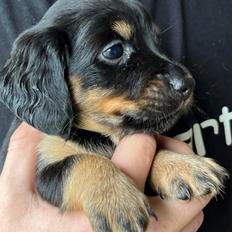 Gravhund Nova