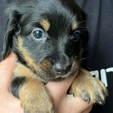 Gravhund Nova