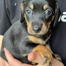 Gravhund Nova