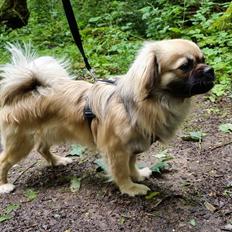 Tibetansk spaniel Django