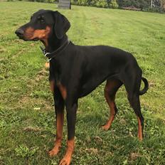 Dobermann Penny von Engelhardt