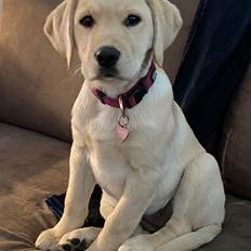 Labrador retriever Molly