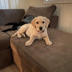 Labrador retriever Molly