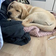 Labrador retriever Molly