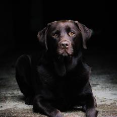 Labrador retriever Cody