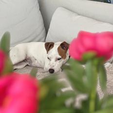 Parson russell terrier Sonja