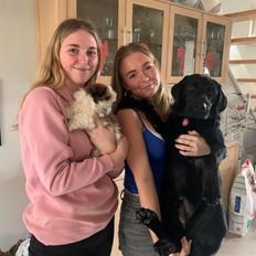 Shih tzu Mandfred (fodervært, servicehundeforningen)