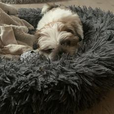 Shih tzu Mandfred (fodervært, servicehundeforningen)