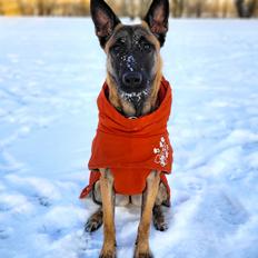 Malinois Turbo
