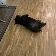 Skotsk terrier Oda (Abergreens Gavenda)