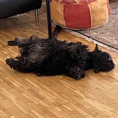 Skotsk terrier Oda (Abergreens Gavenda)