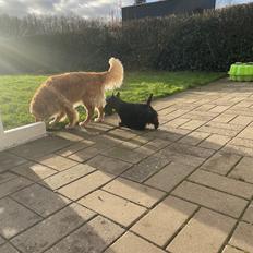 Skotsk terrier Oda (Abergreens Gavenda)