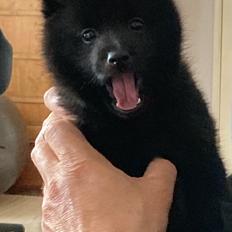Schipperke Asti