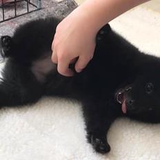 Schipperke Asti