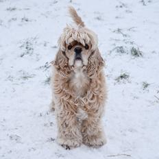 Amerikansk cocker spaniel Viggo Pedersen 