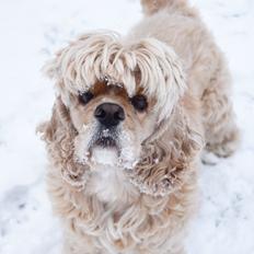 Amerikansk cocker spaniel Viggo Pedersen 