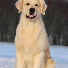 Golden retriever DKJUCH Manhattan V.D. Corner Brook