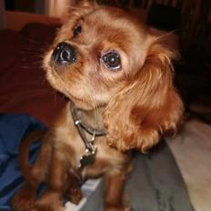 Cavalier king charles spaniel Ahrwills Dream Oreo
