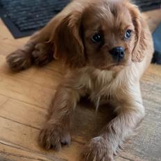 Cavalier king charles spaniel Ahrwills Dream Oreo