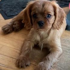 Cavalier king charles spaniel Ahrwills Dream Oreo