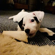 Dansk svensk gaardhund Hugin