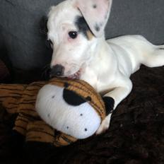 Dansk svensk gaardhund Hugin