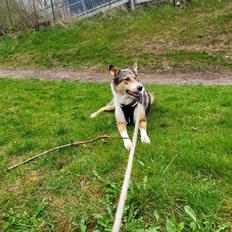 Collie korthåret Shelby 