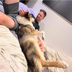 Collie korthåret Shelby 