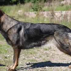 Schæferhund Bayogi Queen. (Enya).