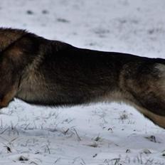 Schæferhund Bayogi Queen. (Enya).