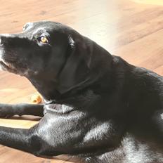 Labrador retriever † Sif † 