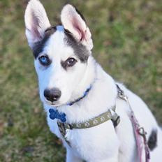 Alaskan husky Tiago